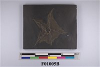 藏品(盾海蕾)的圖片